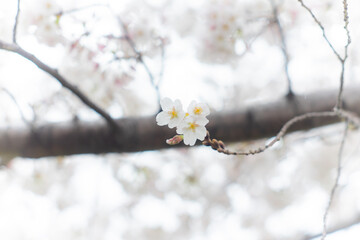 春 桜 桜道 散歩 ランニング 気分転換 新生活 菜の花