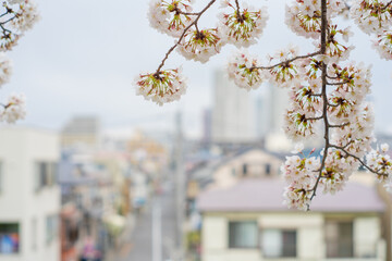春 桜 桜道 散歩 ランニング 気分転換 新生活 菜の花