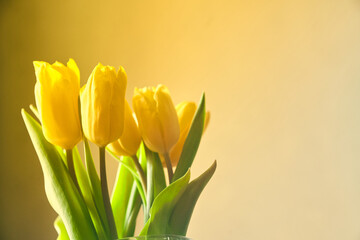 Five yellow fresh tulips in vase on a yellow and gray background in the room. Concept of holiday, March 8, International womans day. Card with copy space.