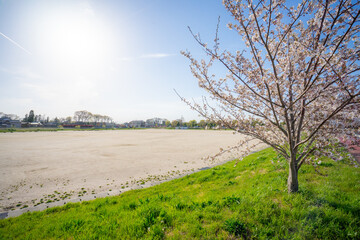 春 桜 桜道 散歩 ランニング 気分転換 新生活 菜の花