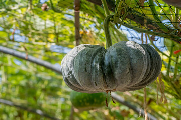 Fototapeta premium pumpkin in the vegetable garden