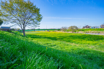 Obraz premium 春 桜 桜道 散歩 ランニング 気分転換 新生活 菜の花