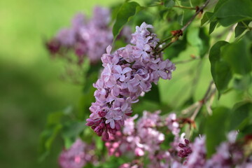 Close up of Lilac flower bunches