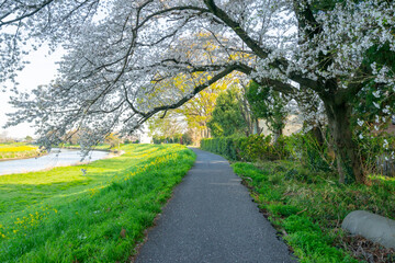 春 桜 桜道 散歩 ランニング 気分転換 新生活 菜の花