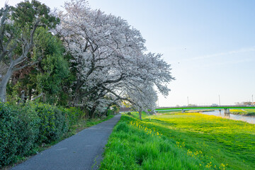 春 桜 桜道 散歩 ランニング 気分転換 新生活 菜の花