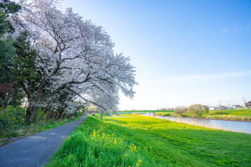 春 桜 桜道 散歩 ランニング 気分転換 新生活 菜の花