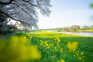 春 桜 桜道 散歩 ランニング 気分転換 新生活 菜の花