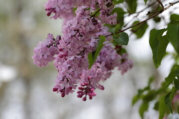 Close up of Lilac flower bunches