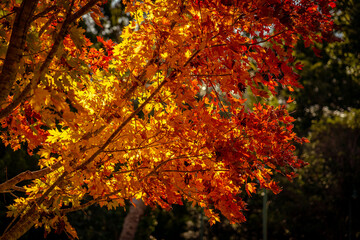 Autumn colours in Toowoomba, Queensland, Australia