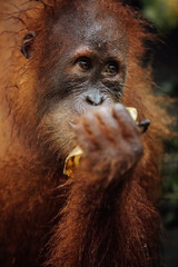 Orangutan eat fruit at feeding time at the Sepilok Orangutan Rehabilitation Centre near Sandakan in East Sabah, Malaysian Borneo