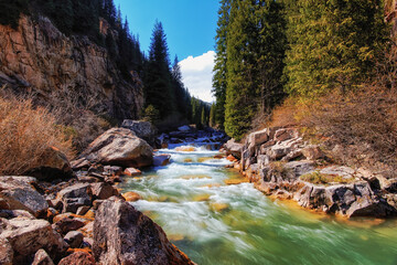 Naklejka premium A river in the mountains of Kyrgyzstan in the Semenovsky gorge, high mountains, stormy streams of icy water over the stones, the snow is melting, the taiga on the slopes of the mountains, clear blue s