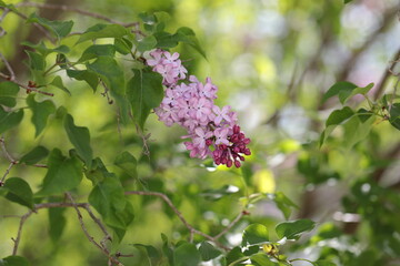Close up of Lilac flower bunches