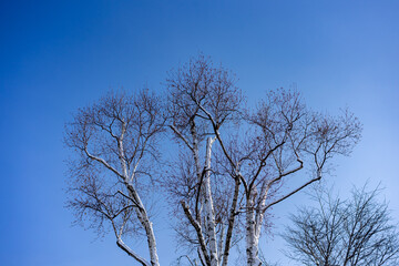 白樺 木 樹木 冬