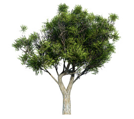 3D Green Trees Isolated on white background
