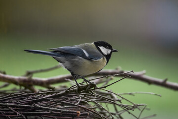 Great tit sits on a branch looking for food