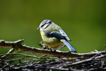 Blue tit sits on a branch