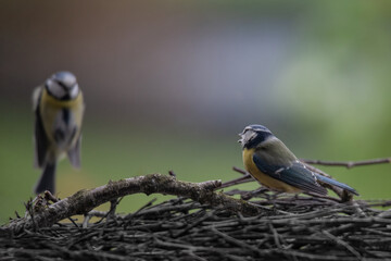 pair of blue tits meet at the feeding station