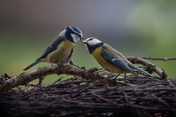 pair of blue tits at the feed handover at the feeding station