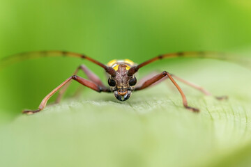 close-up of Long-horned beetle