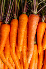 Full frame of young Carrot with green tops Background