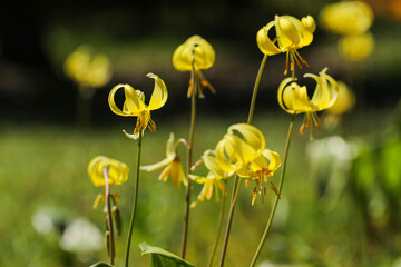 Psi ząb- Erythronium denscanis.