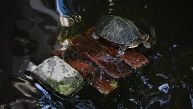 Tortoise is resting and swims at an artificial pond. Little mini turtle in the dark pond water with close-up views. 4k Video.