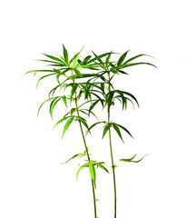 Fototapeta na wymiar Cannabis plant isolated on white background Medical marijuana