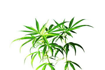 Cannabis plant isolated on white background Medical marijuana