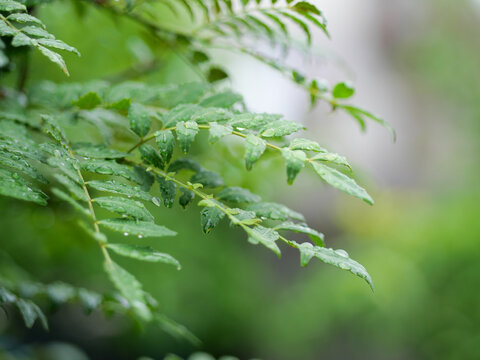 2 018 Best 山椒 Images Stock Photos Vectors Adobe Stock