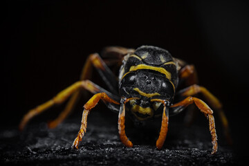 Wasp in front of black background