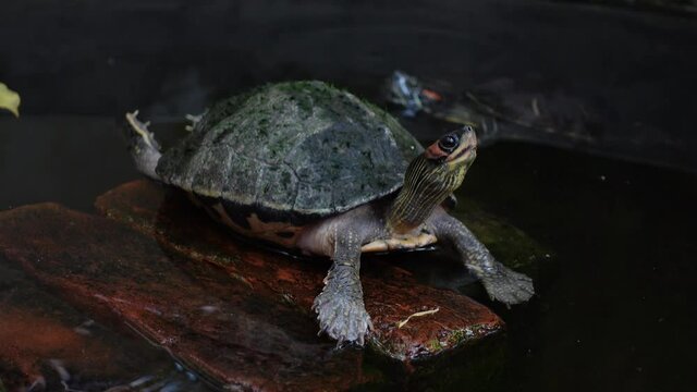 A curious little tortoise standing on a rock of water watching something. Little mini turtle in the dark pond water with close-up views. 4k Video.