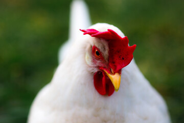 white chicken on the farm