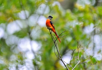 Grey-throated mountaintop bird (Pericrocotus solaris) male orange, female yellow