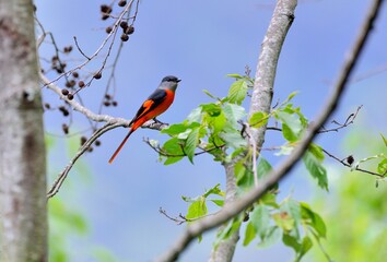 Grey-throated mountaintop bird (Pericrocotus solaris) male orange, female yellow