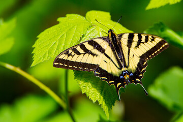 Swallow Tail Butterfly