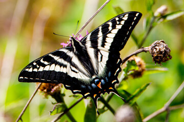 Swallow Tail Butterfly