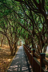 Odongdo island forest road in Yeosu, Korea