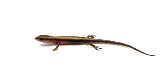 Eutropis multifasciata, East Indian brown mabuya, many-lined sun skink, many-striped skink, common sun skink isolated on white background