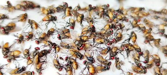 nature, yellow, pest, insect, sticky, trap, adhesive, glue, fly, house, color, wing, animal, closeup, control, agriculture, full, many, kill, poison, toxic, catch, stick, sheet, tape, flypaper, dead, 