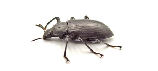 beetle isolated on white - obrazy, fototapety, plakaty