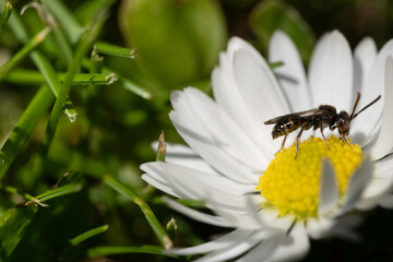 Insect walks on the yellow ovules in the center of a daisy flower in the just-cut grass. Focus on the insect