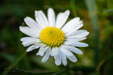 Single daisy flower or Leucanthemum vulgare lit by the sun on a blurred dark green meadow background. Shallow depth of field