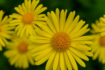 Bright yellow bright daisies. Selective focus. Close-up.