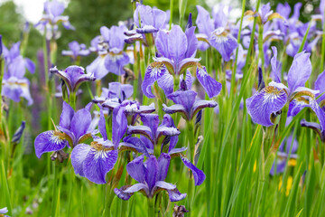 Iris sibirica plants from botanical garden for catalog. Natural lighting effects. Selective focus. Flower landscape.Beautiful bright irises in the summer garden