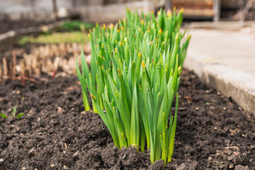 A group of green stems of daffodils without flowers growing in the garden. Spring daffodils