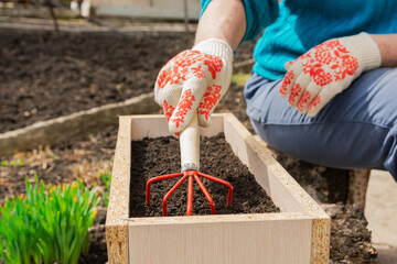 A woman prepares the soil in a box for planting flowers. The gardener loosens the soil. Spring or...