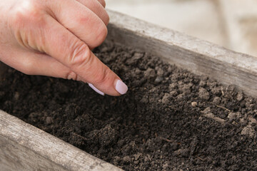 A woman sows plant seeds in a box with soil. Flower seeds are sown for growing seedlings. Spring and summer garden work