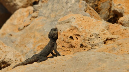 lizard on a stone