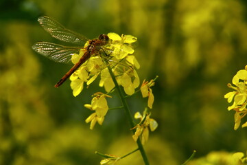 dragonfly on yellow flower