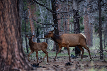 Nature animals concept. White-tailed roe bambi, fawn Young capreolus. Beautiful wildlife buck.